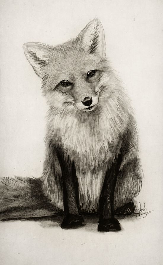 Fox Pencil Drawing at GetDrawings Free download