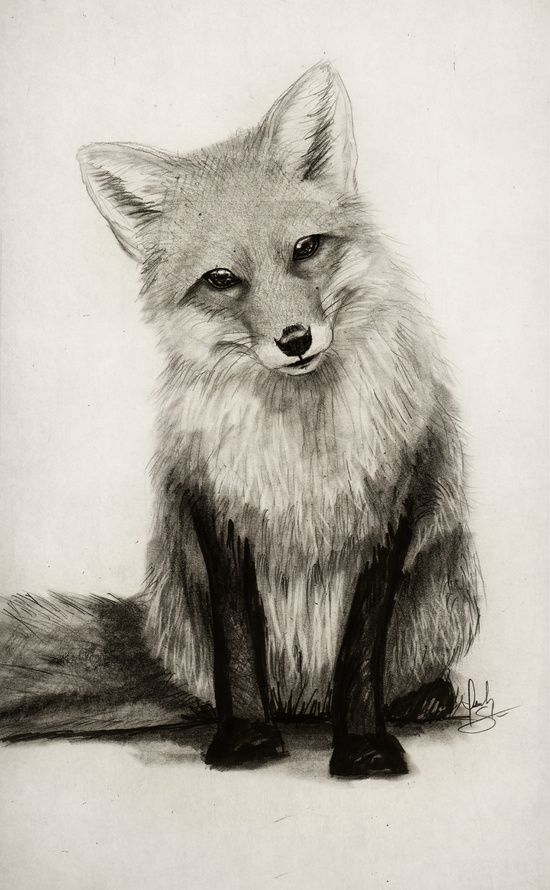 Fox Pencil Drawing at GetDrawings | Free download