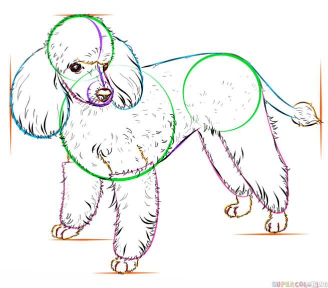 How To Draw A Toy Poodle Step By Step Pets Animals Free Online | All in