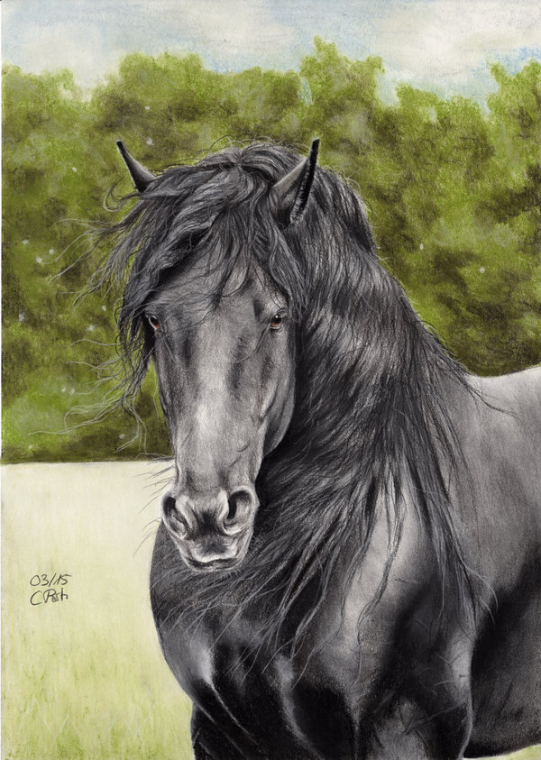 Friesian Horse Drawing at GetDrawings Free download