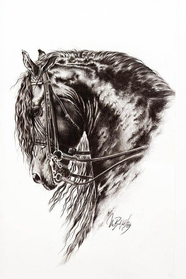 Friesian Horse Drawing at GetDrawings Free download