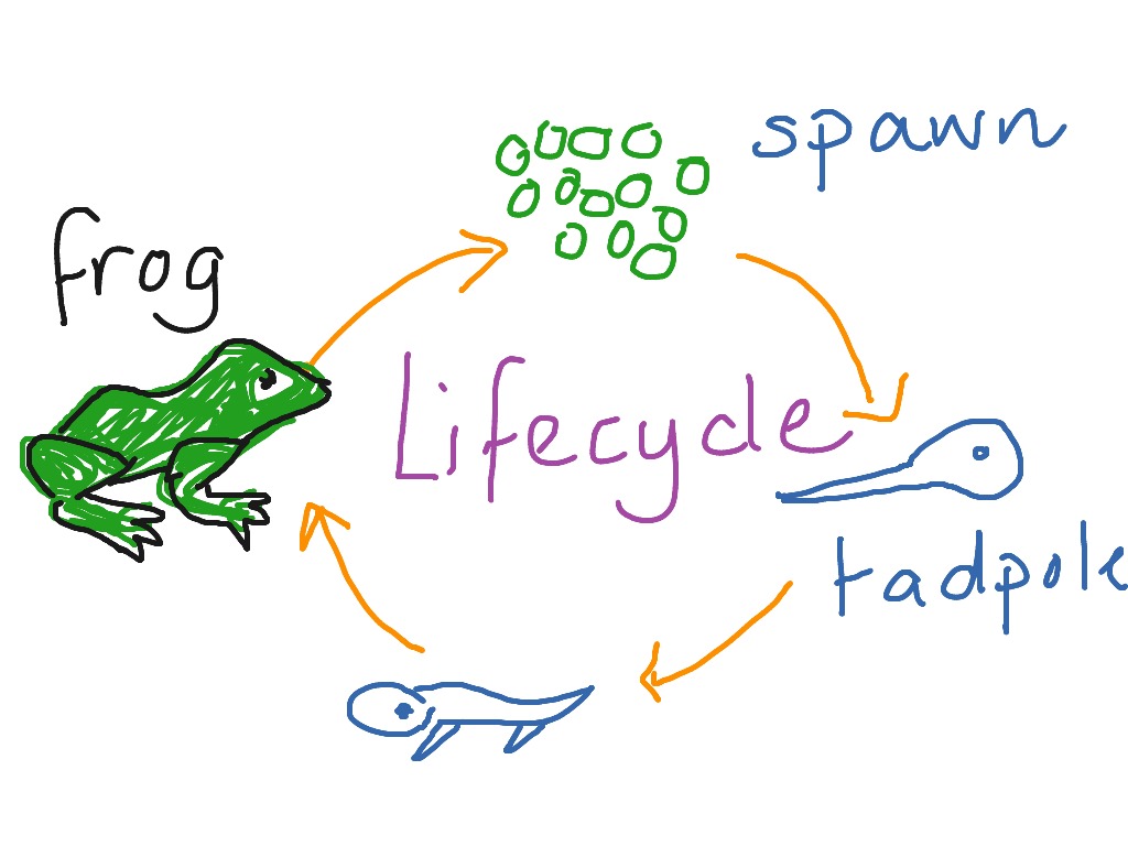 frog-life-cycle-drawing-at-getdrawings-free-download