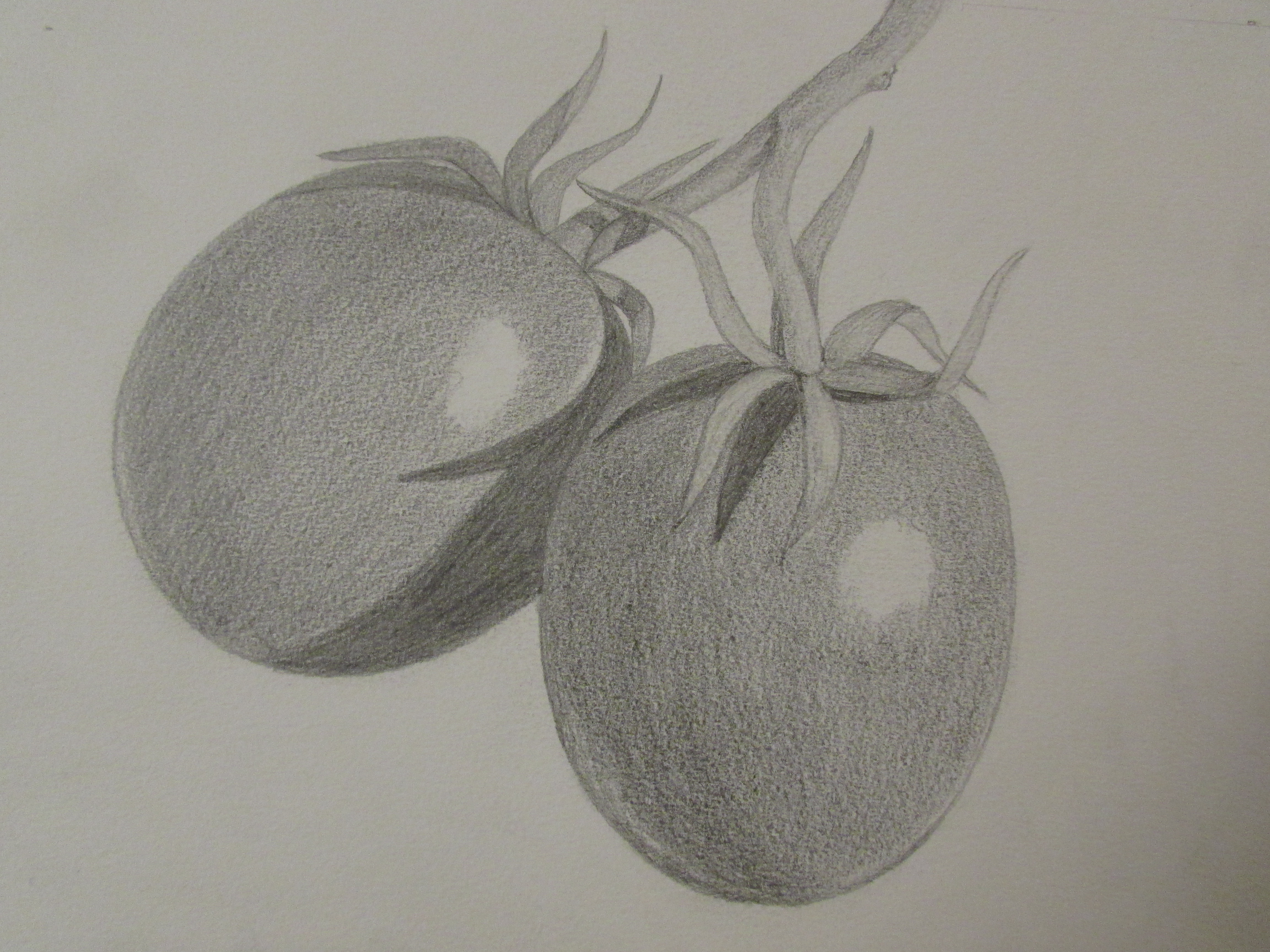 4608x3456 Pencil Sketches Of Fruits And Vegetables Pencil Drawings Of Fruit...
