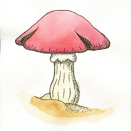 Fungi Drawing at GetDrawings | Free download