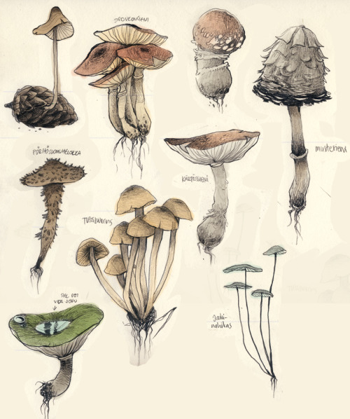 Fungi Drawing at GetDrawings | Free download