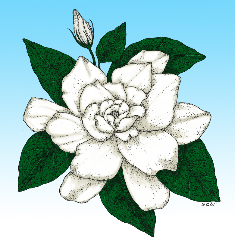 Gardenia Drawing at GetDrawings Free download