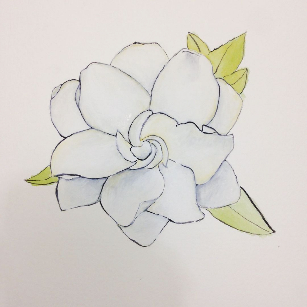 Gardenia Drawing at GetDrawings Free download