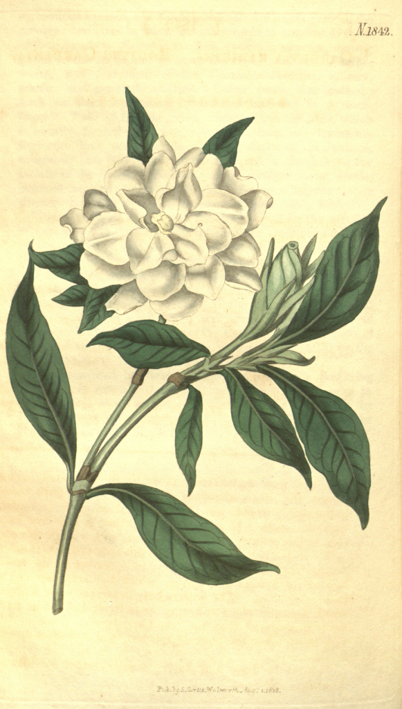 Gardenia Drawing at GetDrawings | Free download