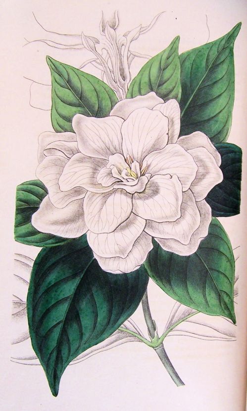 Gardenia Drawing at GetDrawings | Free download