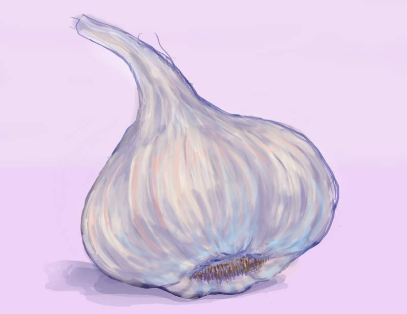 Garlic Drawing at GetDrawings Free download