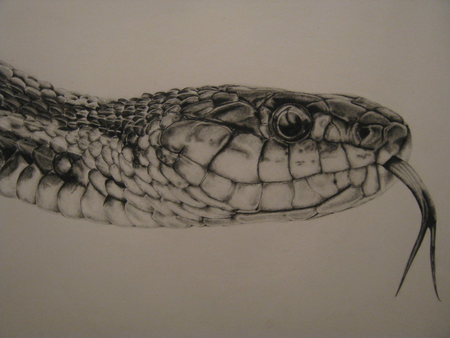 Garter Snake Drawing at GetDrawings Free download