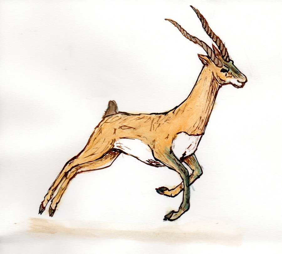 The best free Gazelle drawing images. Download from 69 free drawings of