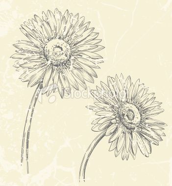 Gerber Daisy Drawing At Getdrawings 