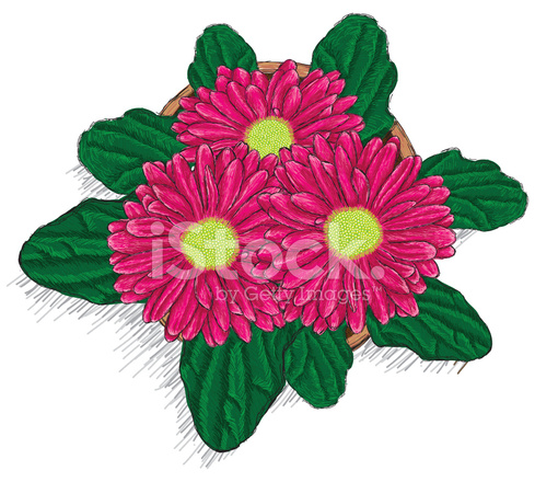 Gerbera Daisy Drawing at GetDrawings | Free download