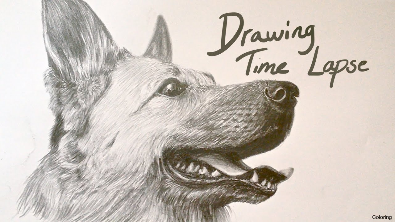 german-shepherd-face-drawing-at-getdrawings-free-download