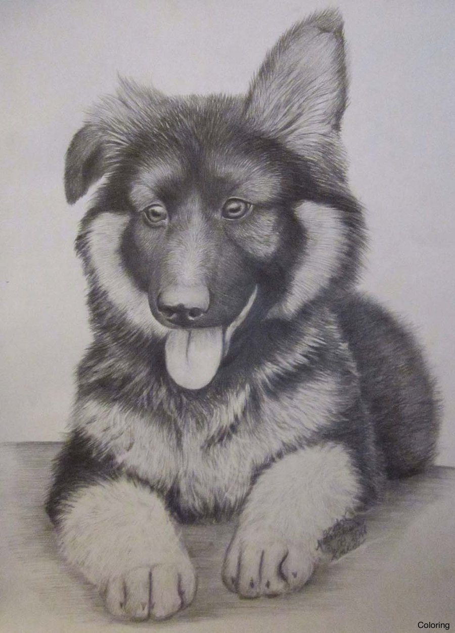 Best How To Draw A German Shepherd Puppy of the decade Don t miss out 