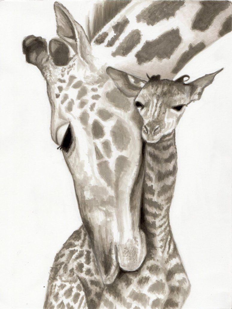 Giraffe Pencil Drawing at GetDrawings Free download