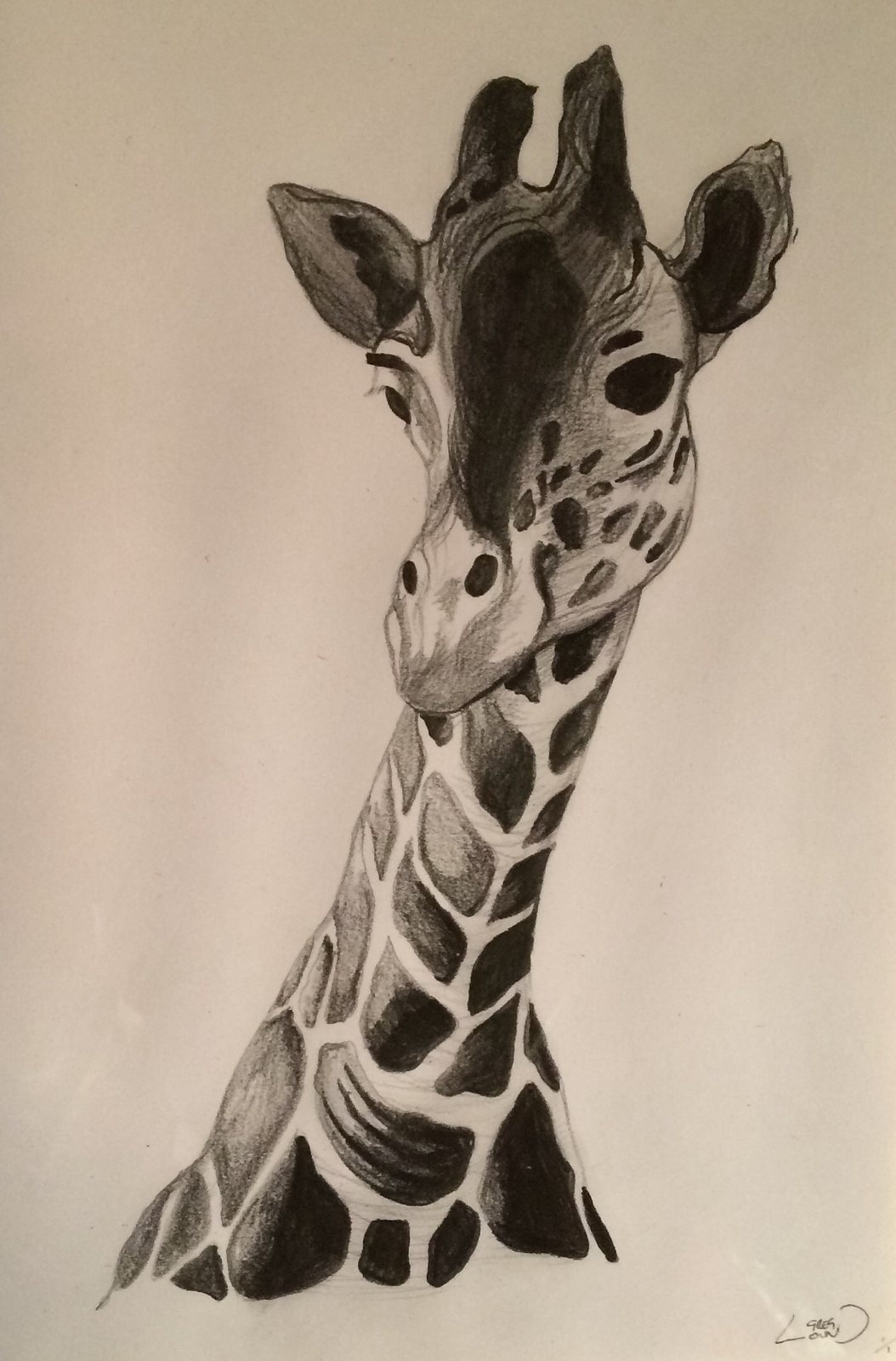 Giraffe Pencil Drawing At GetDrawings Free Download Giraffe Pencil Drawing At GetDrawings Free Download