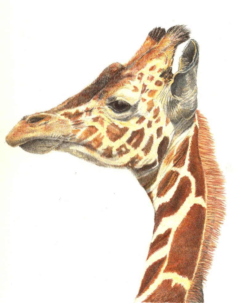 Giraffe Pencil Drawing at GetDrawings Free download