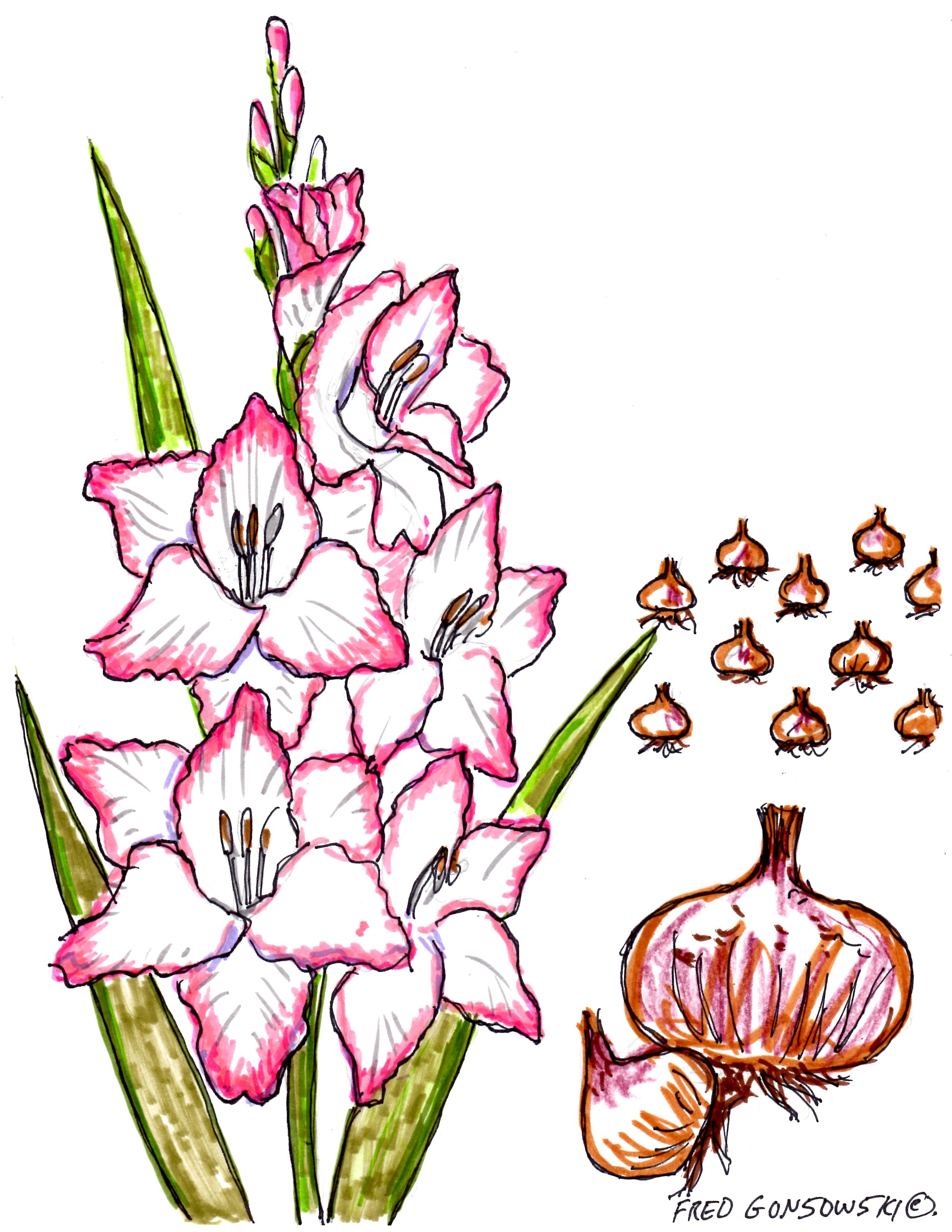 Learn how to draw Gladiolus Flower pictures using these outlines or print j...