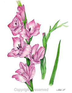 Gladiolus Flower Drawing at GetDrawings | Free download