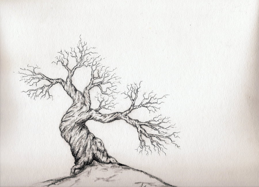 Gnarled Tree Drawing at GetDrawings Free download