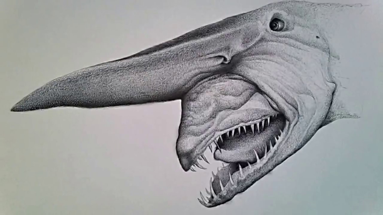 goblin shark drawing