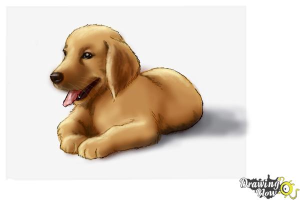 Golden Retriever Drawing at GetDrawings | Free download