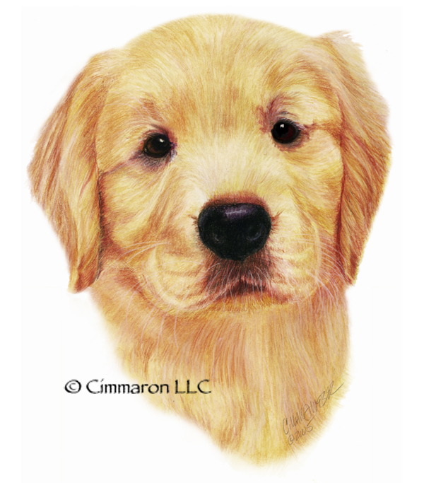 Golden Retriever Puppy Drawing at GetDrawings | Free download