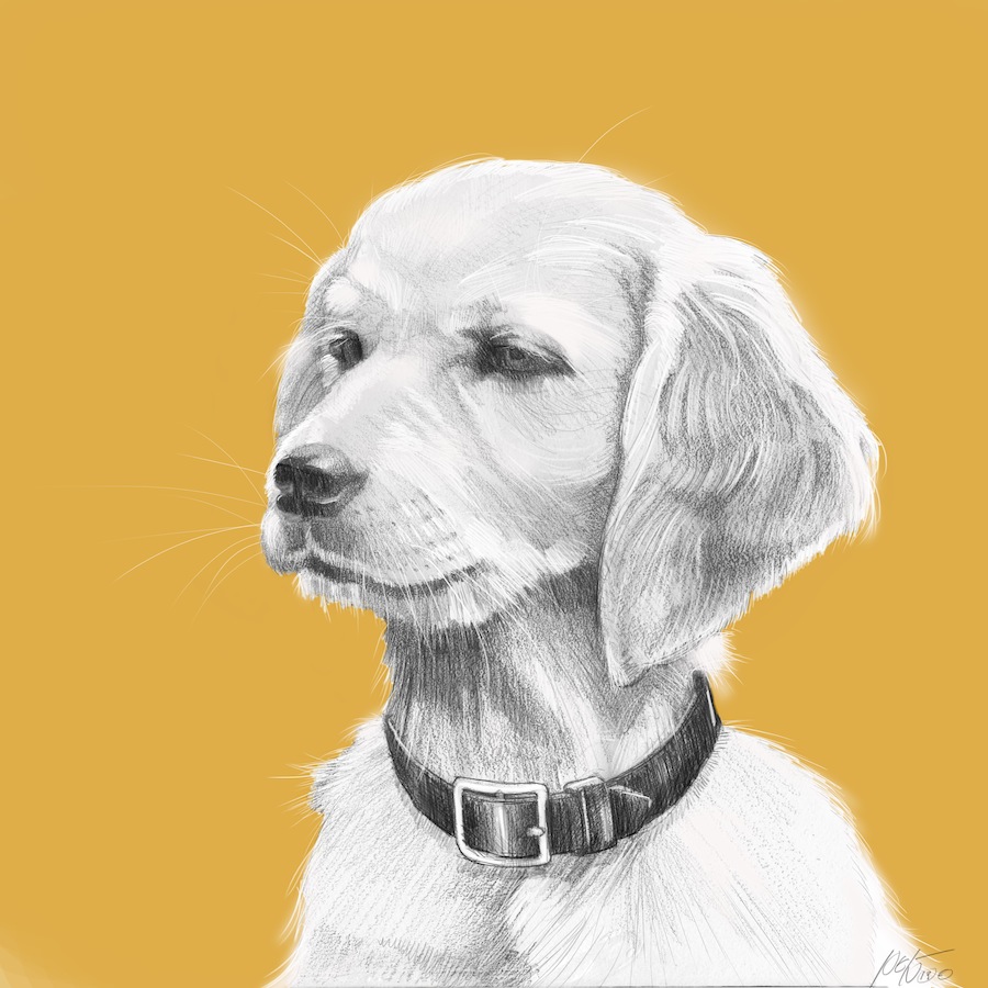 Golden Retriever Puppy Drawing at GetDrawings | Free download