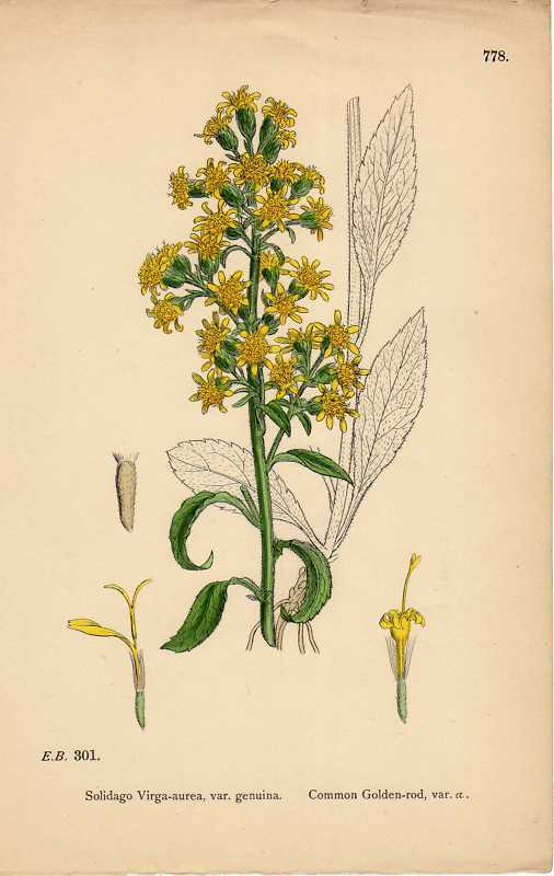 Goldenrod Drawing at GetDrawings Free download