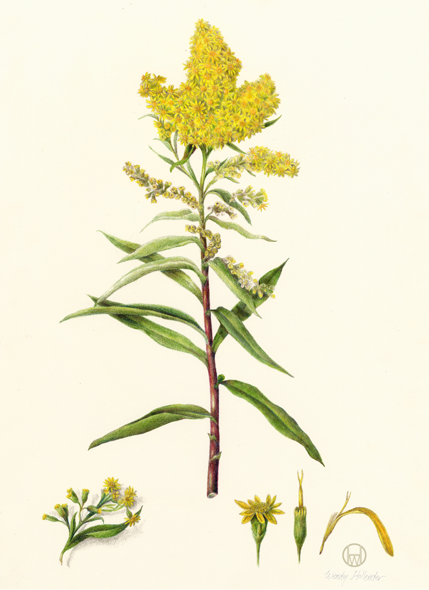 Goldenrod Drawing at GetDrawings Free download