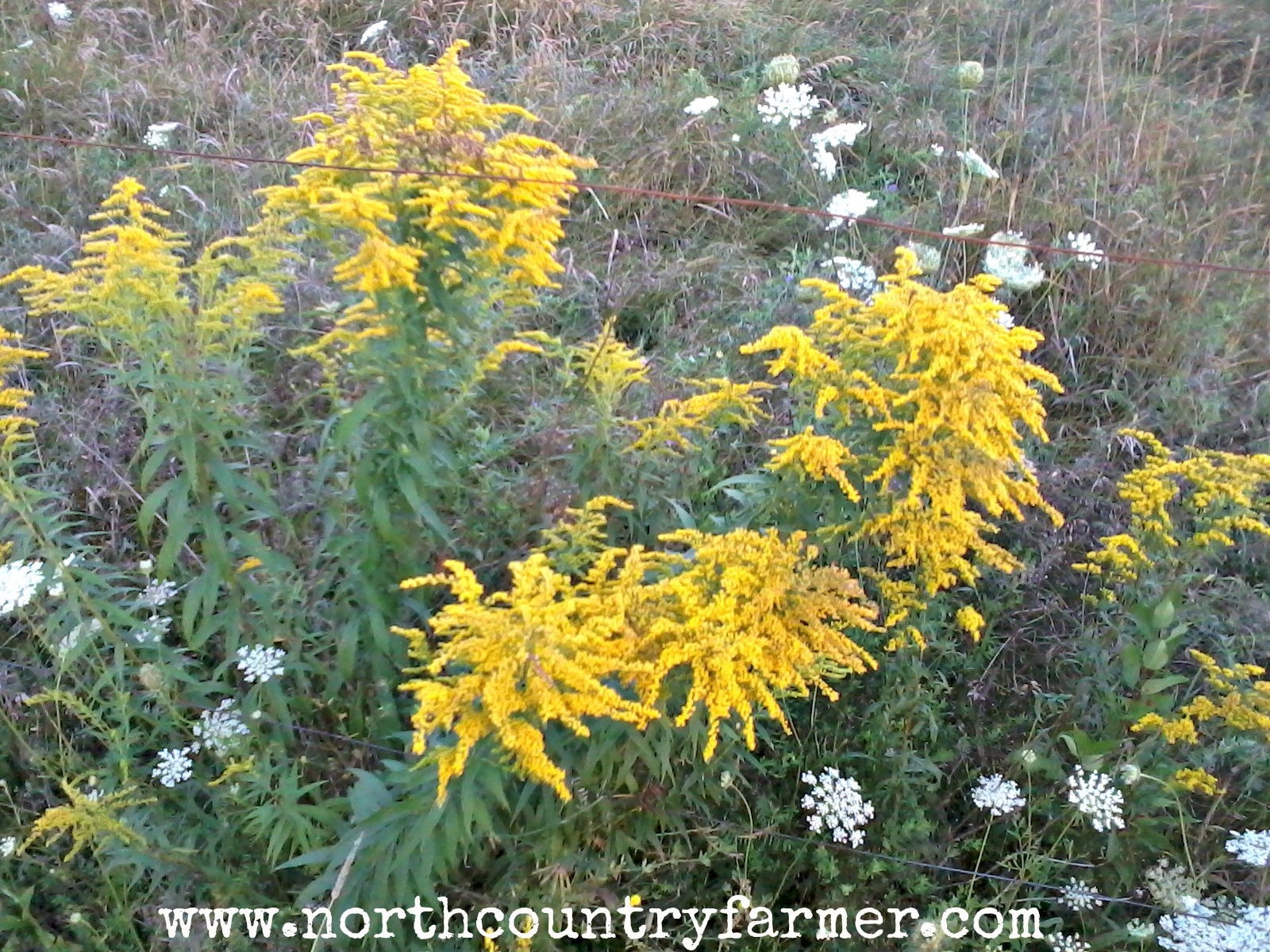 Goldenrod Flower Drawing at GetDrawings Free download