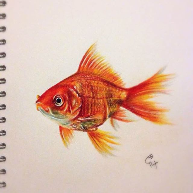 Goldfish Drawing at GetDrawings Free download