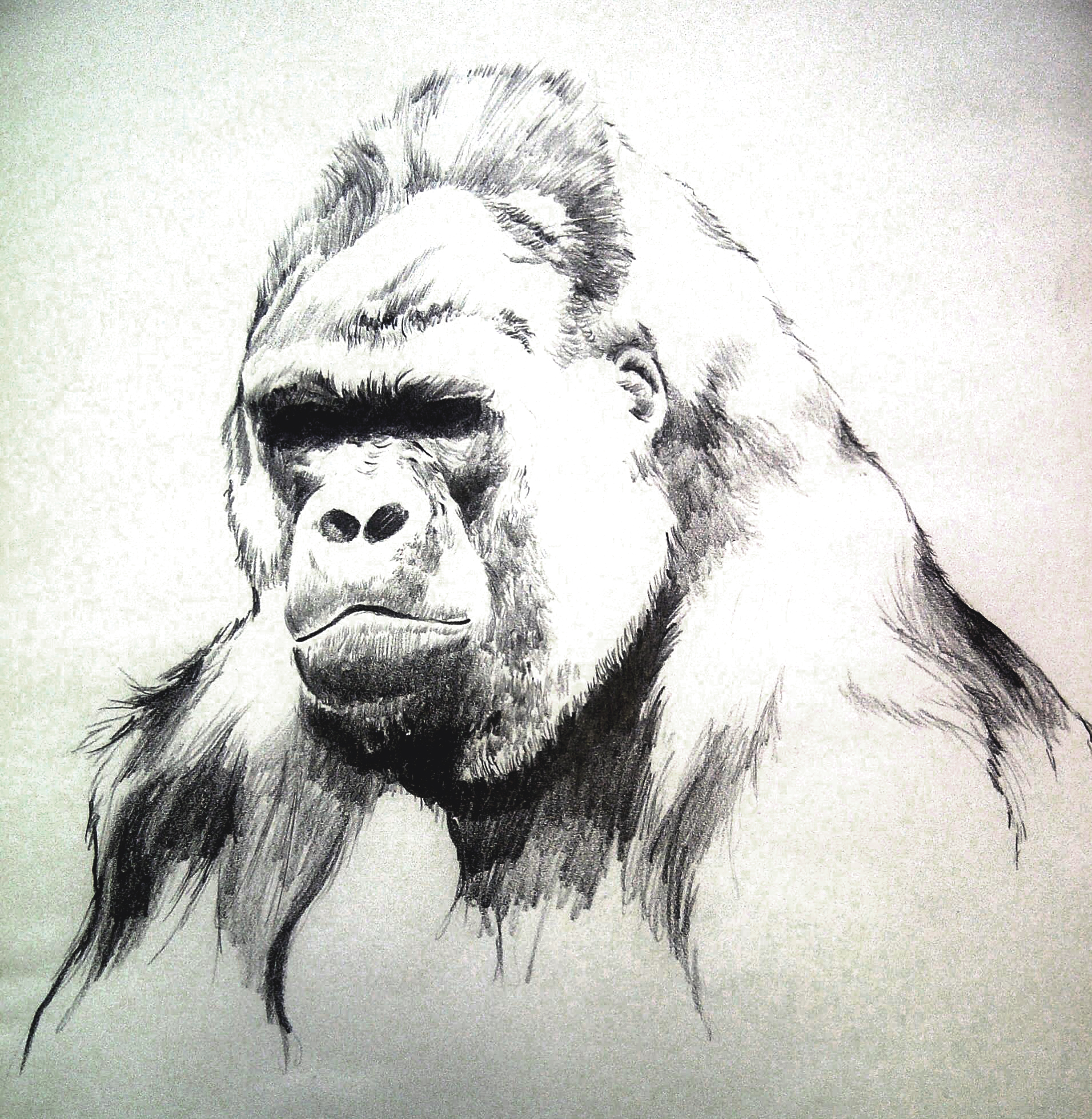 Gorilla Drawing at GetDrawings | Free download