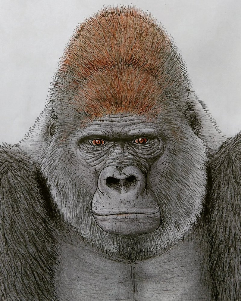 Gorilla Face Drawing at GetDrawings Free download