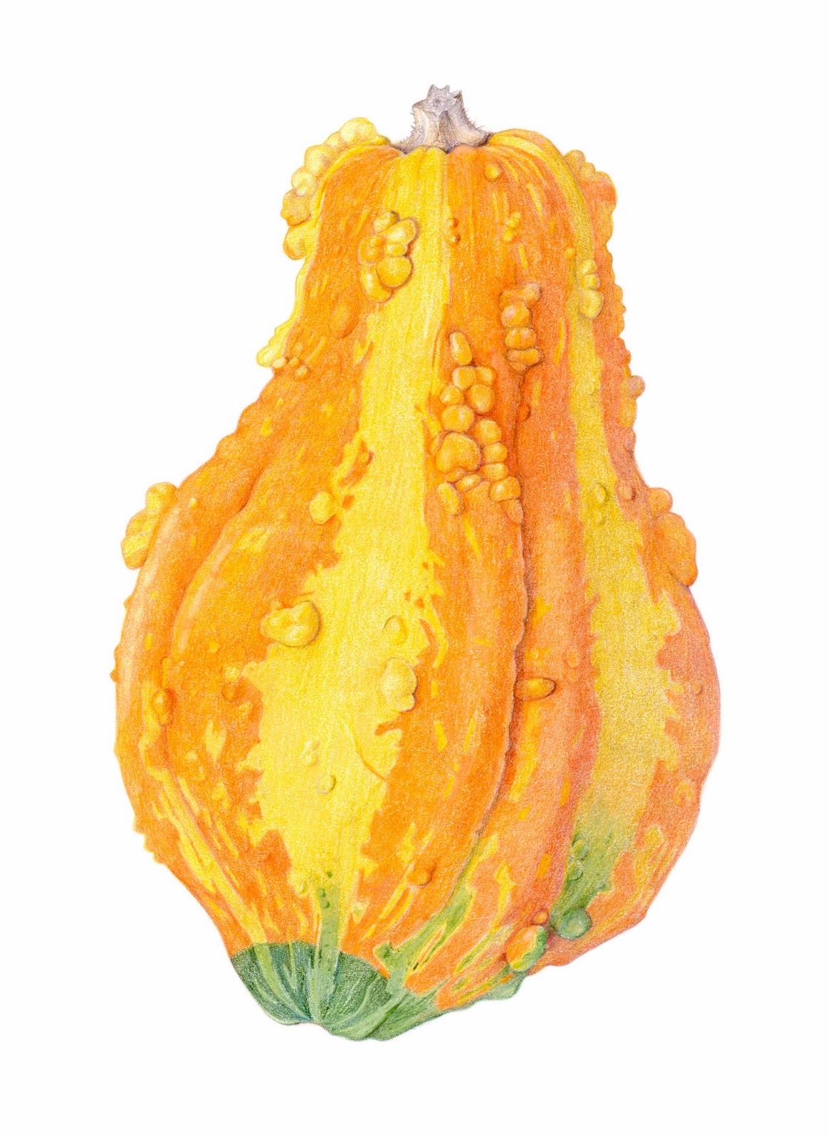 Gourd Drawing at GetDrawings Free download