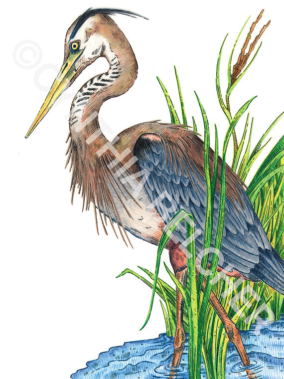 Great Blue Heron Drawing at GetDrawings | Free download