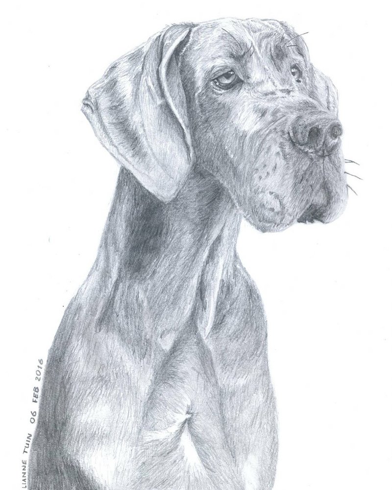 Great Dane Drawing at GetDrawings Free download