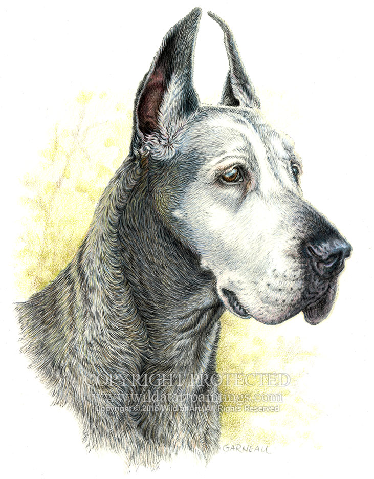 Great Dane Drawing at GetDrawings Free download