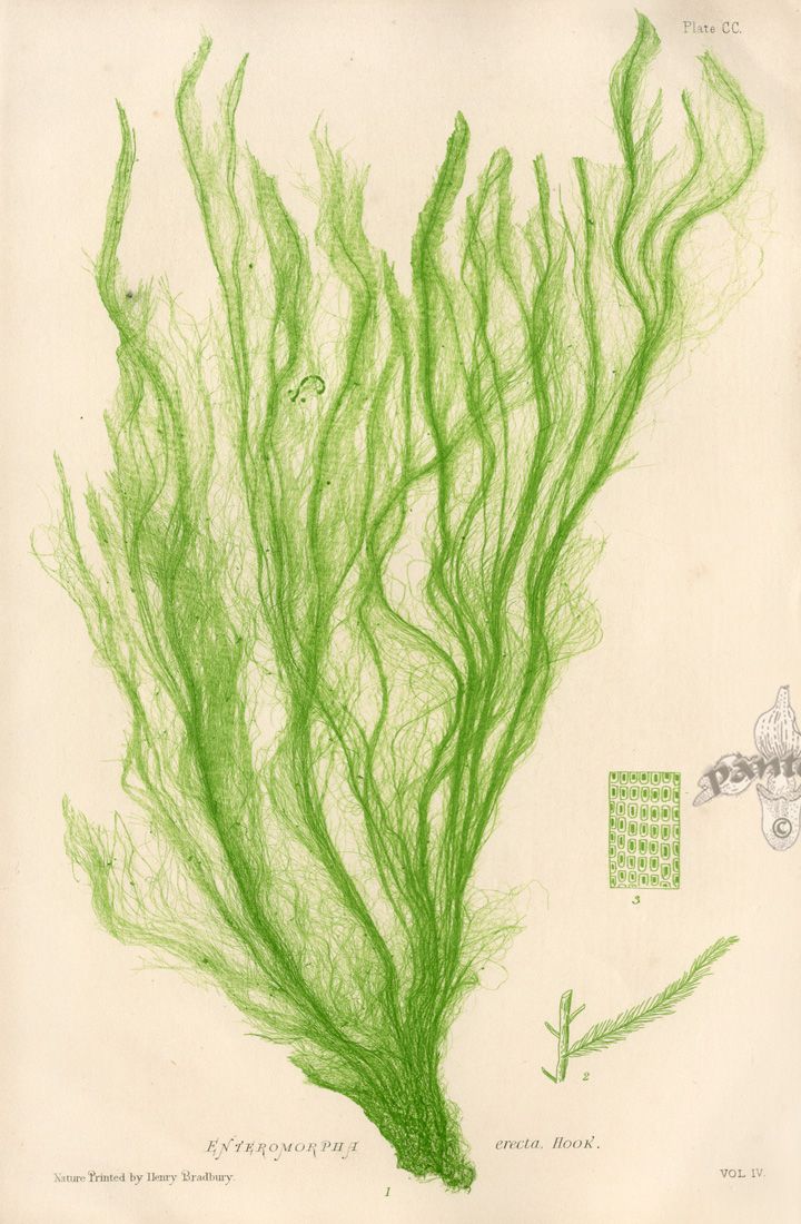 Green Algae Drawing at GetDrawings Free download