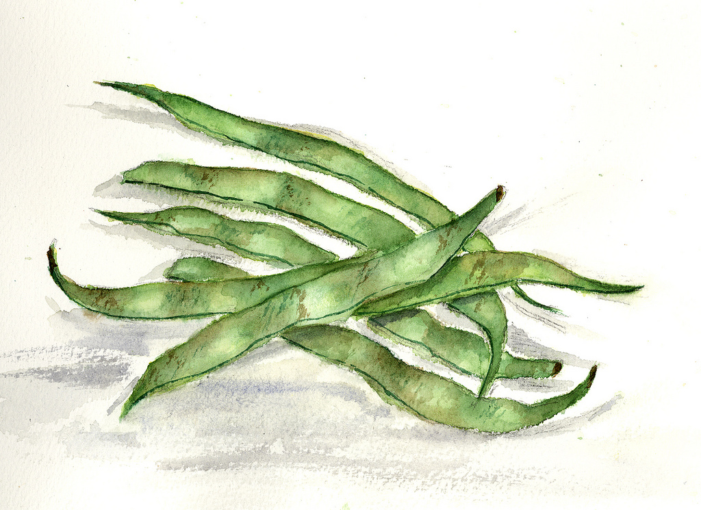Green Beans Drawing at GetDrawings Free download