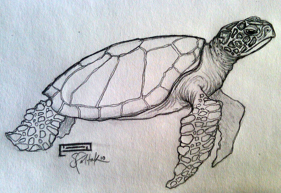 Green Sea Turtle Drawing at GetDrawings Free download