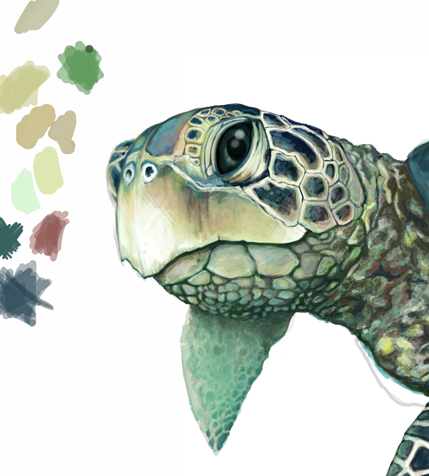 Green Sea Turtle Drawing at GetDrawings Free download