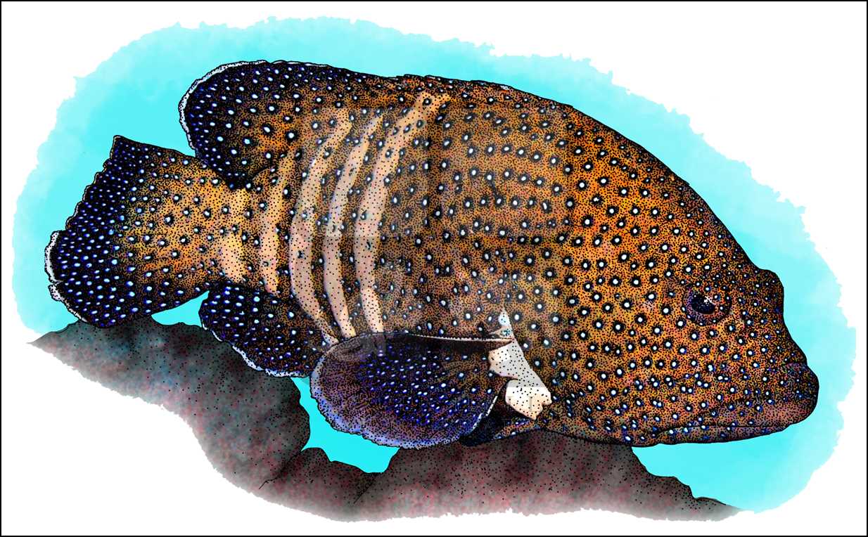 Grouper Drawing at GetDrawings Free download