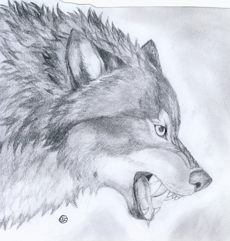 Growling Wolf Drawing at GetDrawings Free download