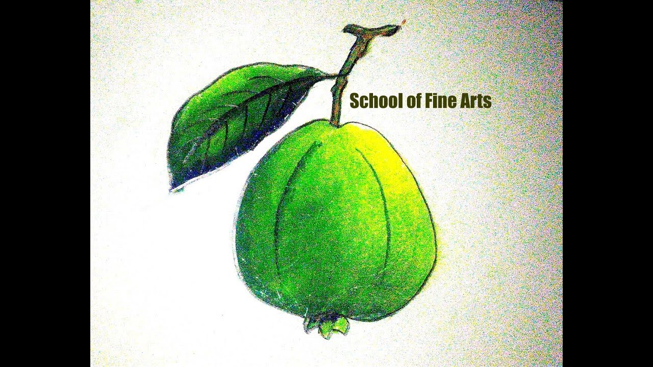  Guava Sketch Drawing with Pencil