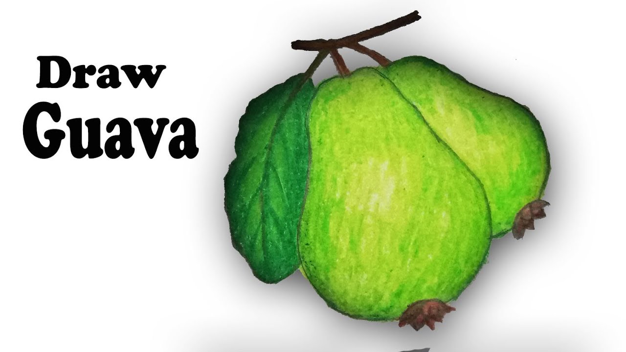 Guava Drawing at GetDrawings Free download