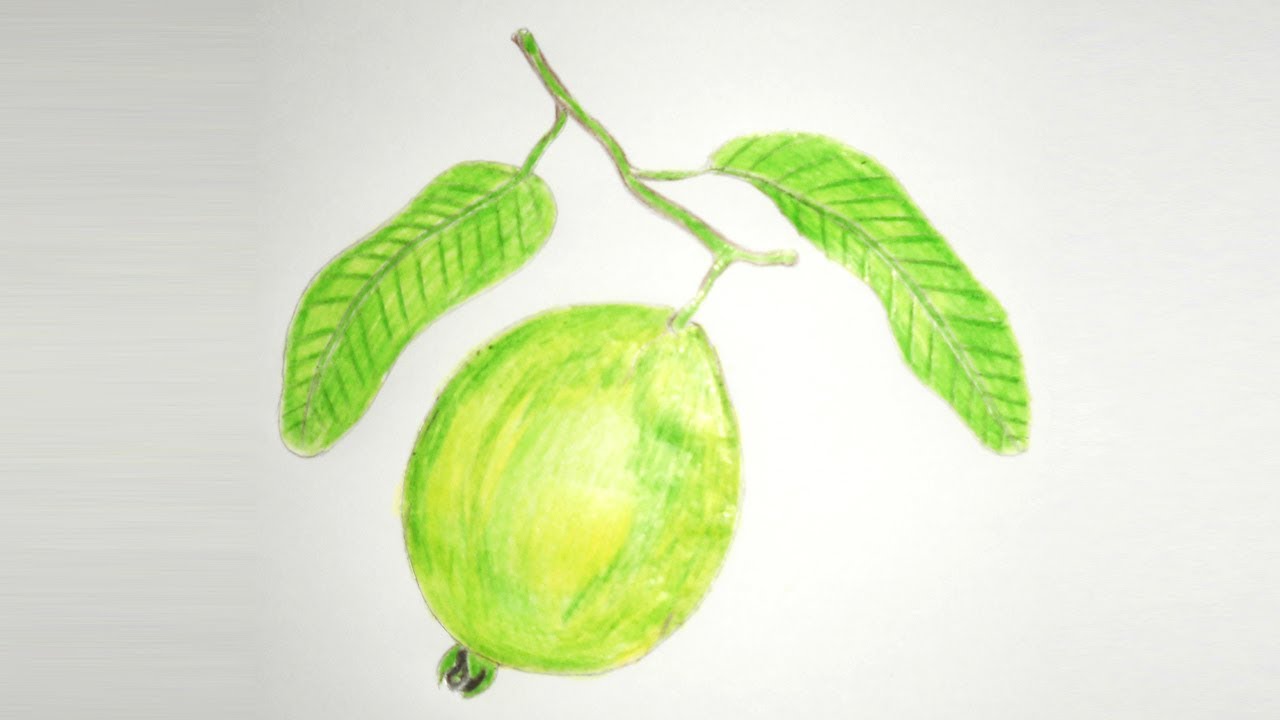 Guava Drawing at GetDrawings Free download