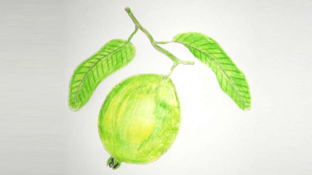 Guava Drawing at GetDrawings | Free download